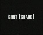 Chat_echaude.jpg (68864 octets)